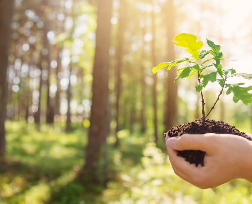 bembé-parquet-environmentally-conscious-sustainable-parquet-floors outstretched hand with oak tree seedling in front of green forest